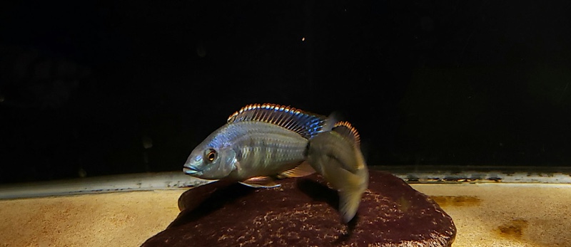 Protomelas marginatus